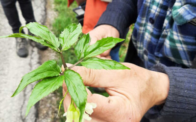 I mercoledì con Marino: conoscere le Erbe Officinali spontanee