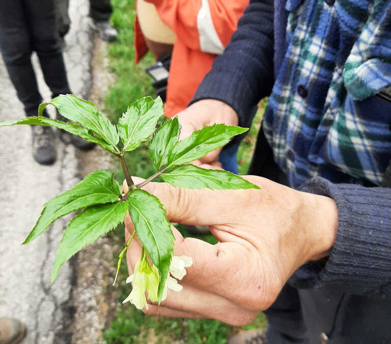 I mercoledì con Marino: conoscere le Erbe Officinali spontanee