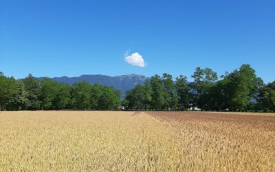 Il Grano, cereale solare per eccellenza.