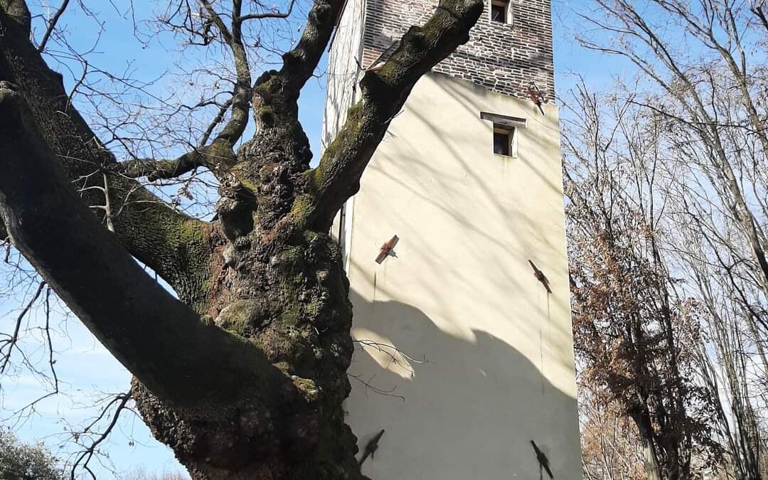 Gli Alberi: Antenne che connettono la Terra con il Cielo