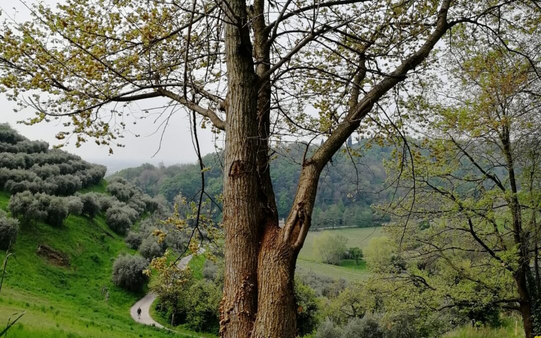 Gli alberi, Guardiani del nostro Cammino