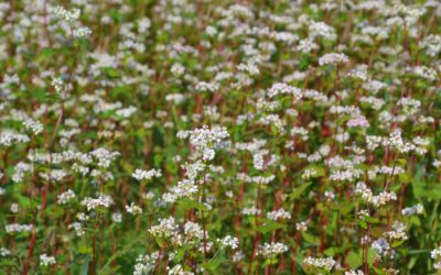 Il Grano Saraceno, dono della luce.