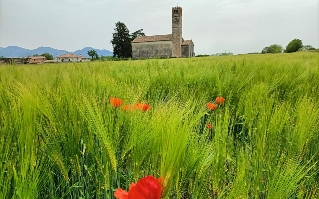 L’Orzo, “midollo degli uomini”