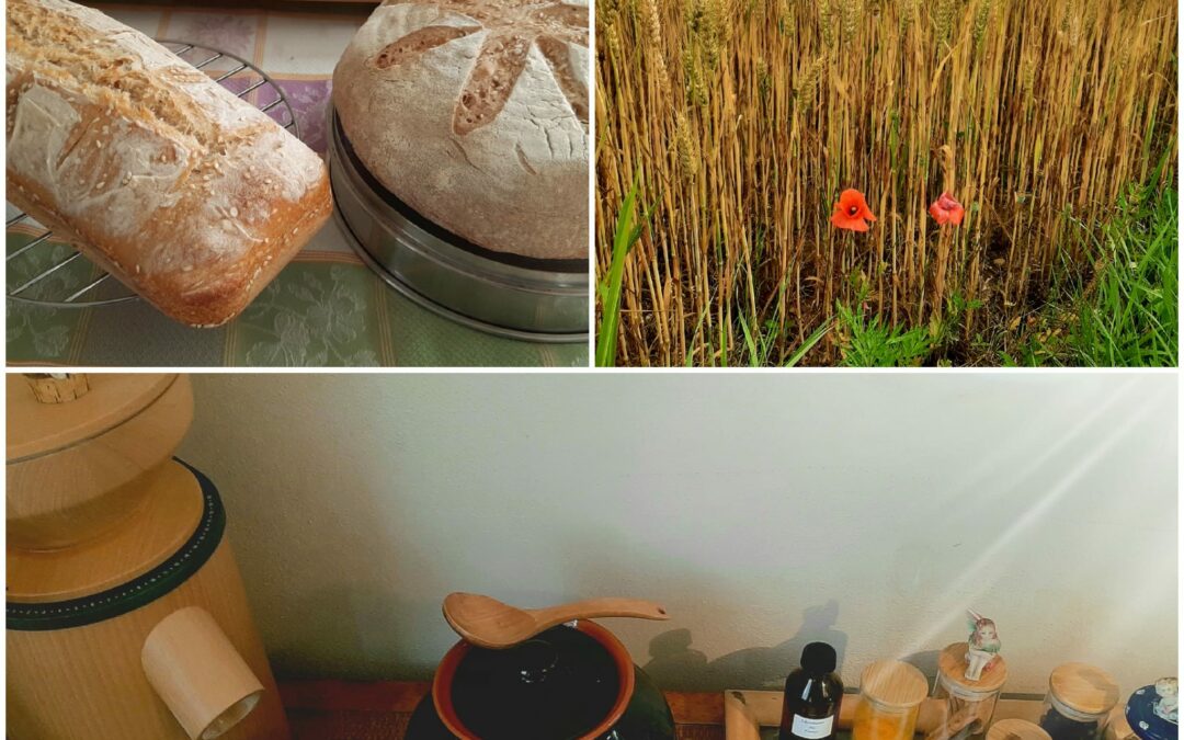 Il grano e il farro, cereali solari per eccellenza